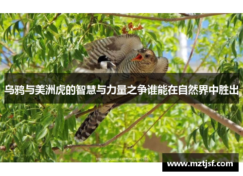 乌鸦与美洲虎的智慧与力量之争谁能在自然界中胜出